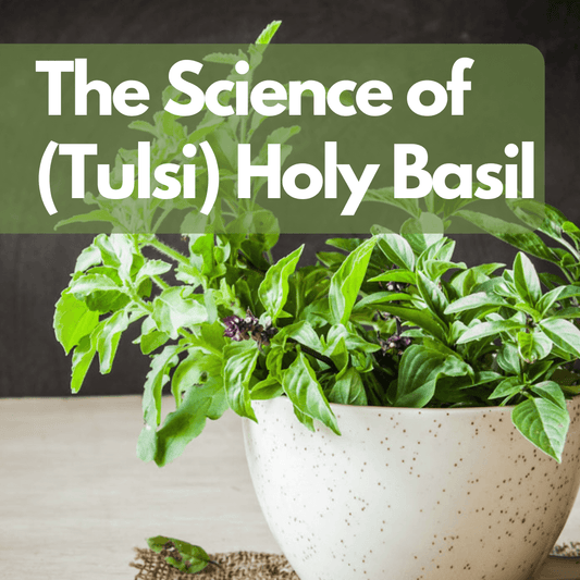 The Science of (Tulsi) Holy Basil