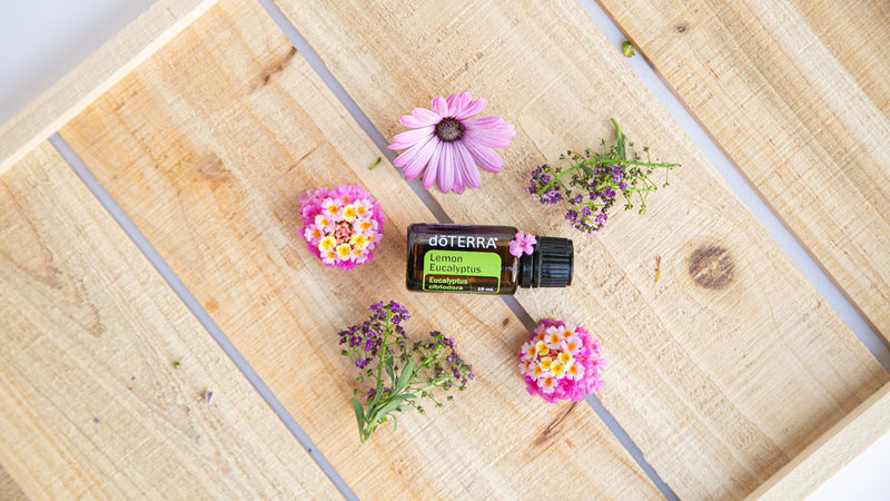 How Do You Use Lemon Eucalyptus Essential Oil? - doTERRA