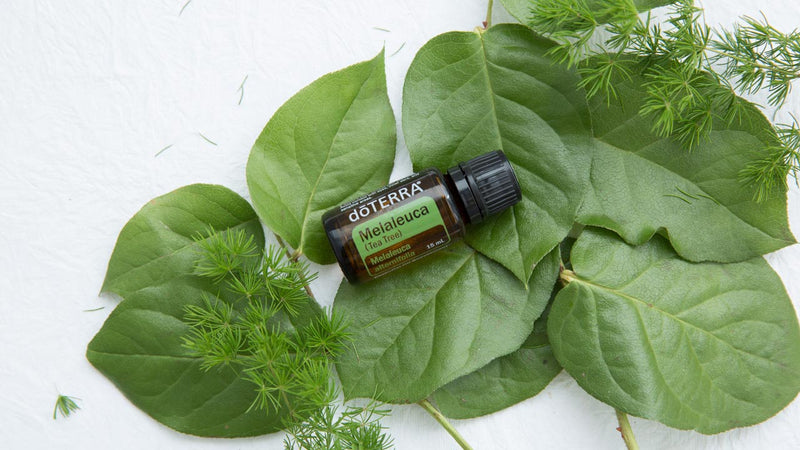 Top 10 Tea Tree Oil (Melaleuca) Uses and Benefits - doTERRA