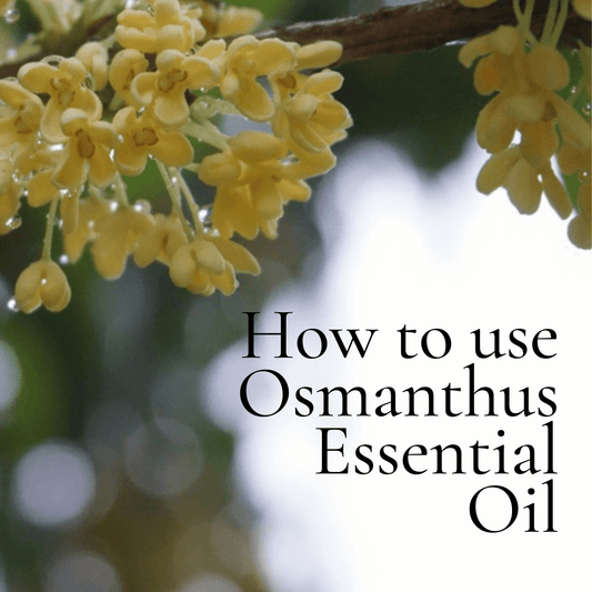 How to use Osmanthus Essential Oil
