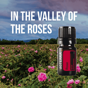 In the Valley of the Roses