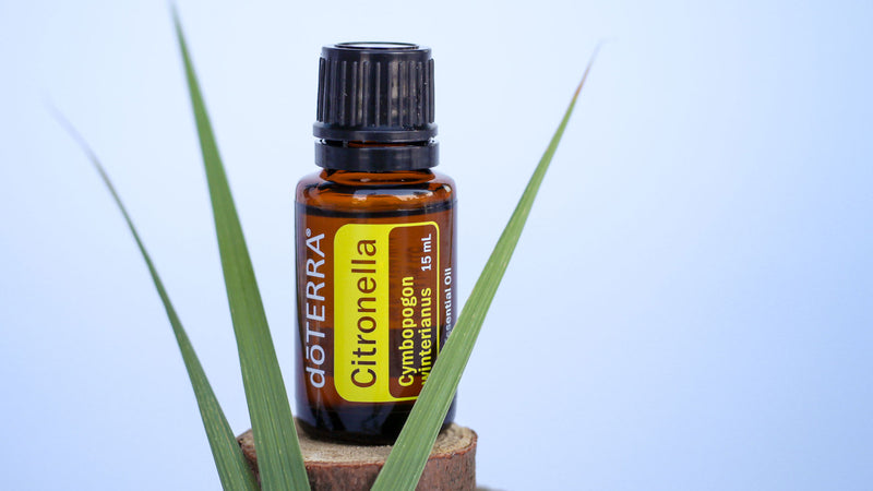 What is Citronella Essential Oil For? - doTERRA