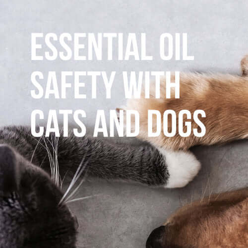 Essential Oil Safety with Cats and Dogs