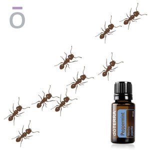 How to Get Rid of Ants with Essential Oils