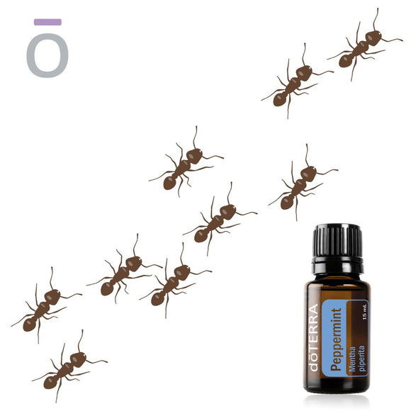How to Get Rid of Ants Naturally with Peppermint Essential Oil