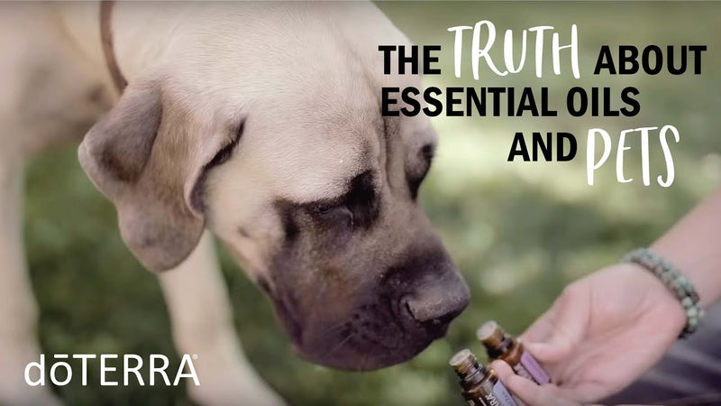 Truths and Myths about Essential Oils and Pets - doTERRA