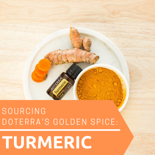 Sourcing doTERRA's Golden Spice: Turmeric