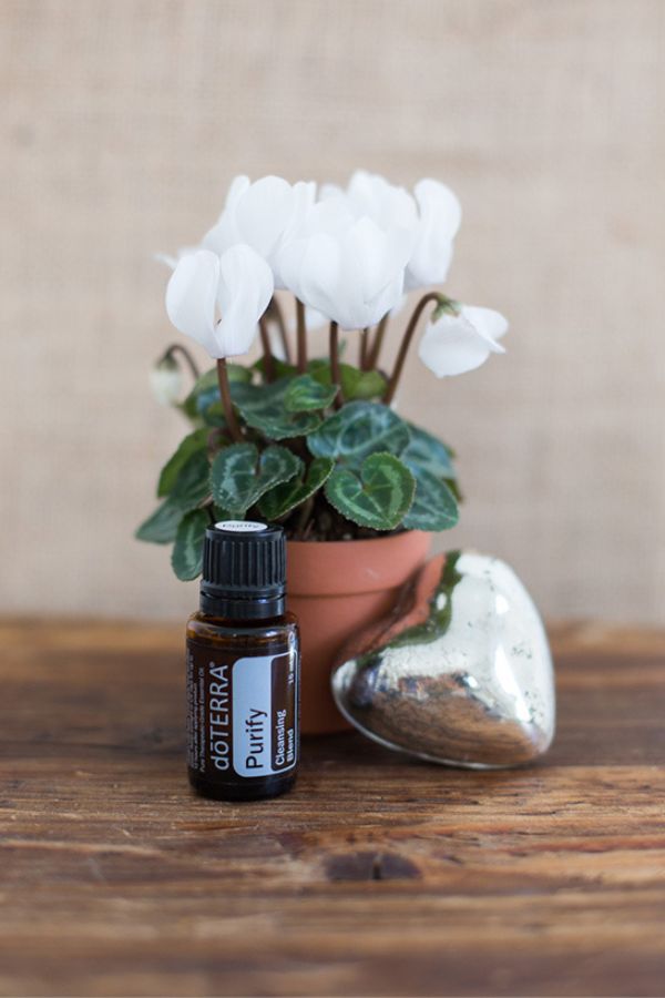 doTERRA Purify Blend Oil | dōTERRA – Home Essential Oils