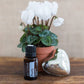 doTERRA Purify Cleansing Blend