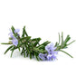 doTERRA Rosemary Essential Oil