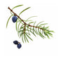 doTERRA Juniper Berry Essential Oil