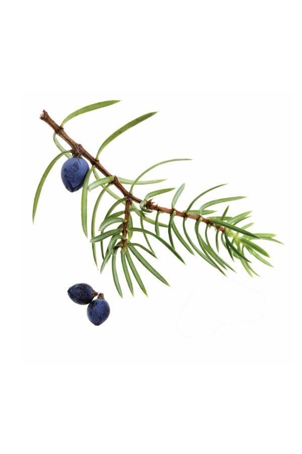 doTERRA Juniper Berry Essential Oil