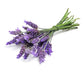 doTERRA Lavender Touch Roll-on