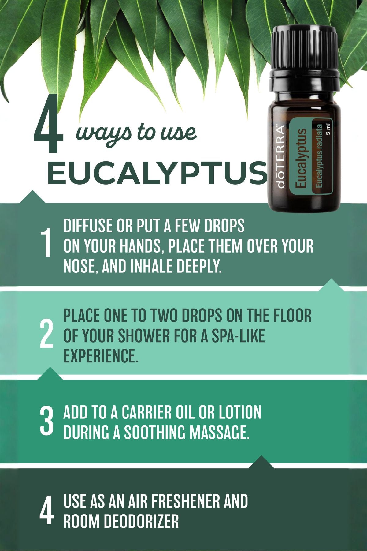 An informational graphic titled '4 ways to use EUCALYPTUS' with a small bottle of GotTerra Eucalyptus essential oil shown at the top right. The design uses dark green leaves, a white background, and teal-to-green gradient text blocks with numbered usage instructions.