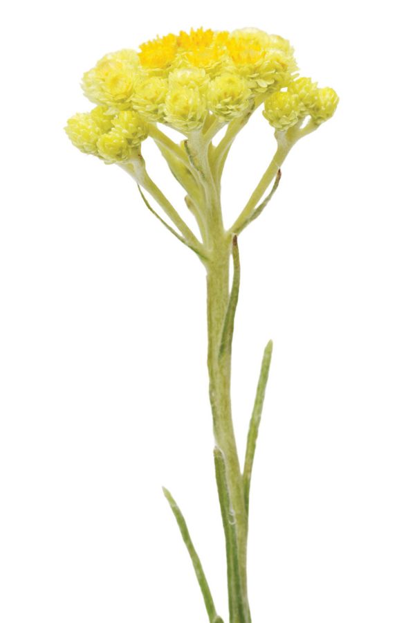 doTERRA Helichrysum Essential Oil