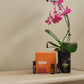 doTERRA Hormone Health Bundle on a bedroom shelf beside a pink orchid