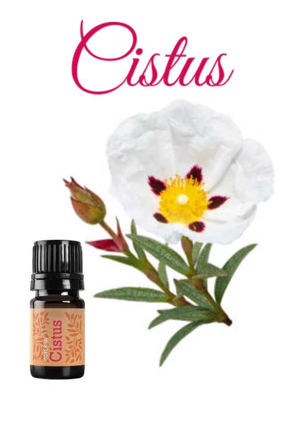 doTERRA ドテラ　シスタス doTERRA Cistus Essential Oil | dōTERRA – Home Essential Oils