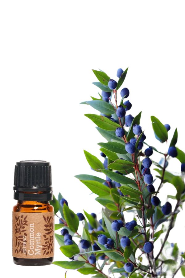 doTERRA Myrtle エッセンシャルオイル 15ml　ミルラ アロマ ミルラ doTERRA エッセンシャルオイル ドテラ シングル