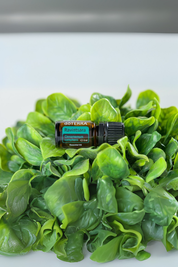 doterra ravintsara essential oil