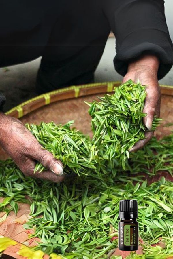 doTERRA Tea Tree (Melaleuca) Essential Oil | dōTERRA – Home