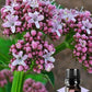 doTERRA Valerian Essential Oil