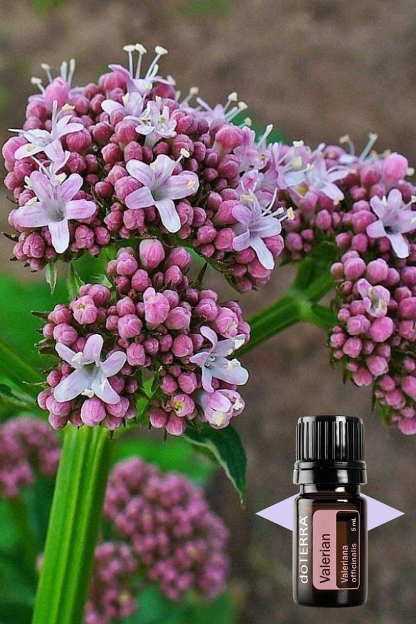 doTERRA Valerian Essential Oil