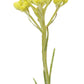 doTERRA Helichrysum Essential Oil - doTERRA