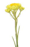 doTERRA Helichrysum Essential Oil - doTERRA