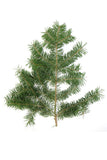 doTERRA Douglas Fir Essential Oil - doTERRA