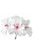 doTERRA Geranium Essential Oil - doTERRA