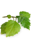 doTERRA Patchouli Essential Oil - doTERRA