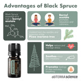 doTERRA Black Spruce Infographic