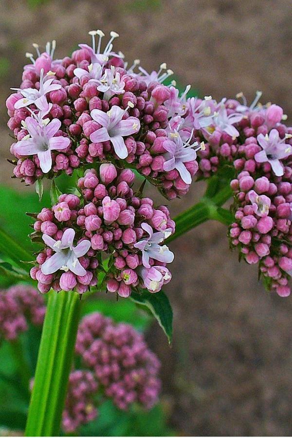 doTERRA Valerian Essential Oil doTERRA